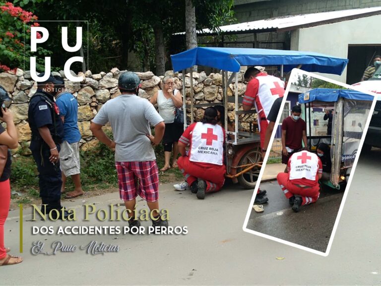 perros-tekax-2-copia