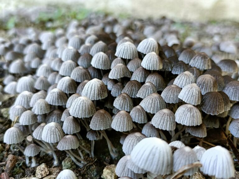 WhatsApp-Image-2023-09-20-at-11.50.54-AM-1