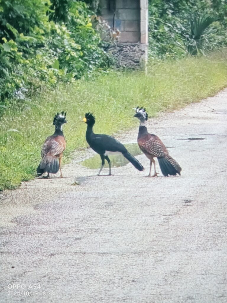 whatsapp-image-2024-10-29-at-1.45.08-pm