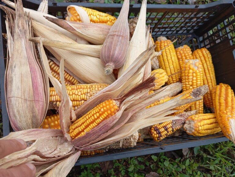 whatsapp-image-2024-11-11-at-8.14.50-pm