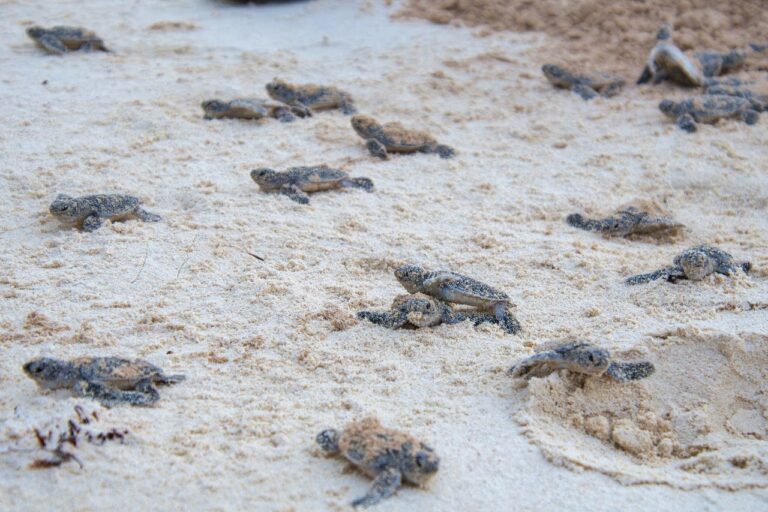 whatsapp-image-2025-06-17-at-12.38.41-pm-4