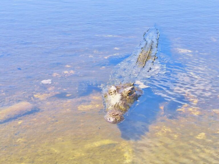 c26cfe55-7901-4831-b01c-75f23904ad1b