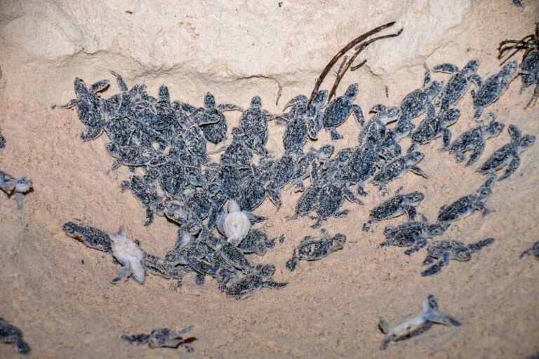 whatsapp-image-2025-09-18-at-13.49.01-1